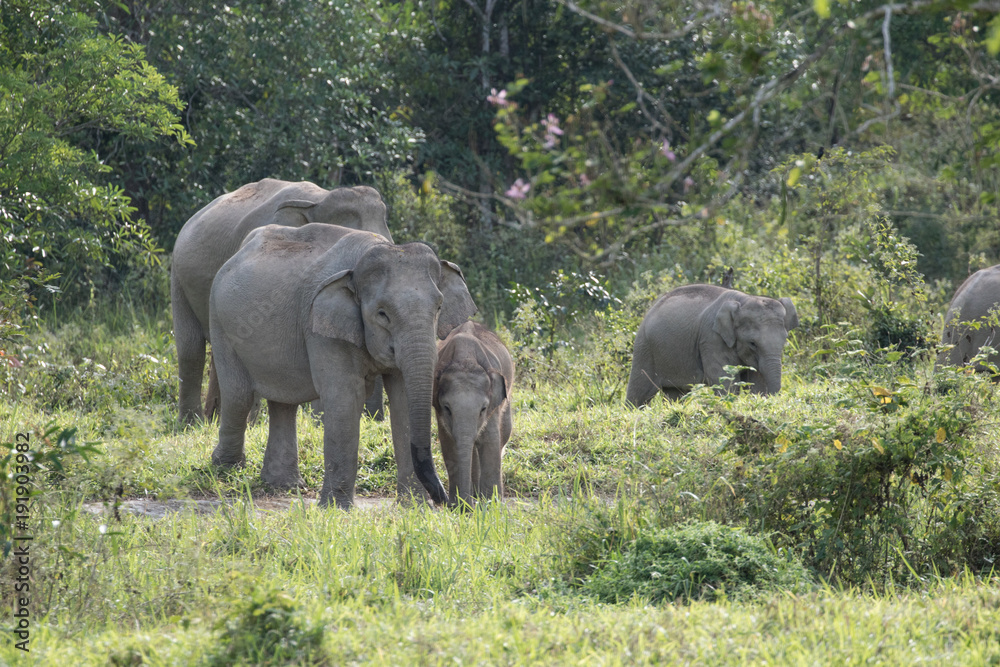 Fototapeta premium Asiatic Elephant is big five animal in asia