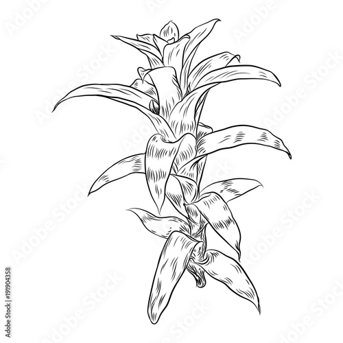 Hand drawn agave and aloe plant, cactus family. Desert exotic plants succulents. Vector.