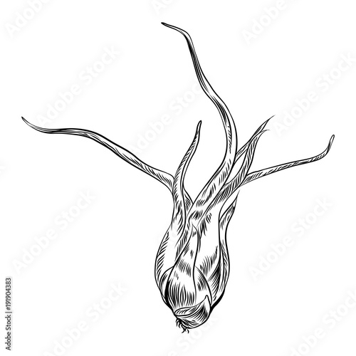 Air plant Tillandsias cactus for fashion design. Cacti mood sketchy hand drawn style illustration. Succulent terrarium element. Wild floral exotic tropical flower. Vector.