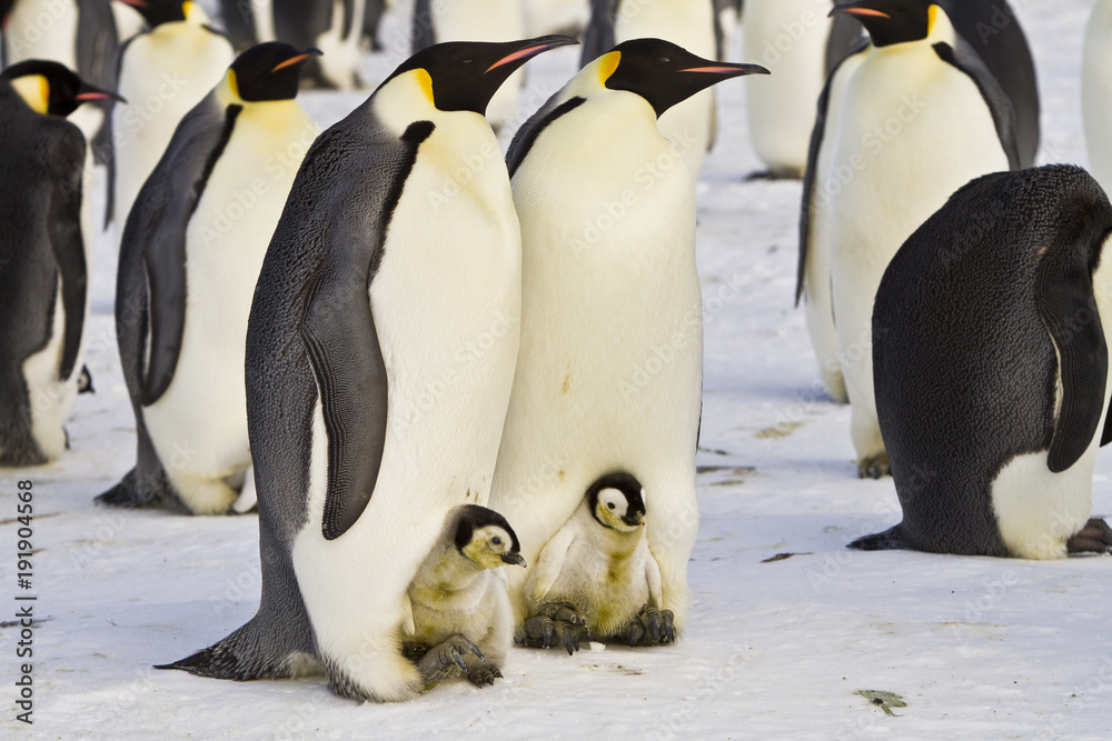 Fototapeta premium Emperor penguins (aptenodytes forsteri)with Chicks in the colony on the ice of the Davis sea, East Antarctica