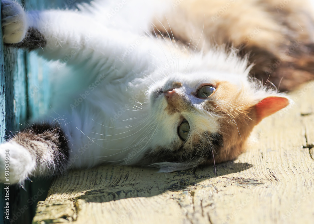 Obraz premium graceful does the fluffy one cat lies on a wooden bench spring under sunlight rays