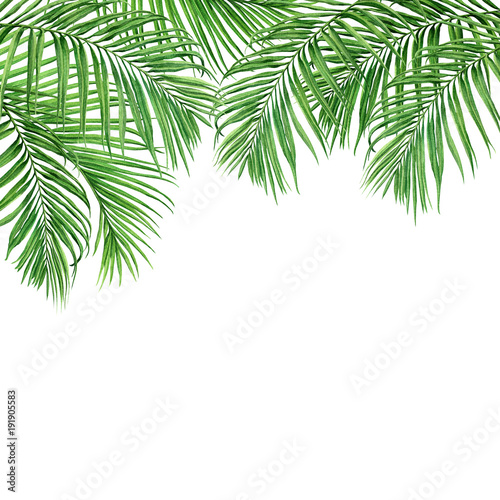 Watercolor painting coconut  palm leaf green leaves isolated on white background.Watercolor hand painted illustration tropical exotic leaf frame for wallpaper vintage Hawaii style pattern.