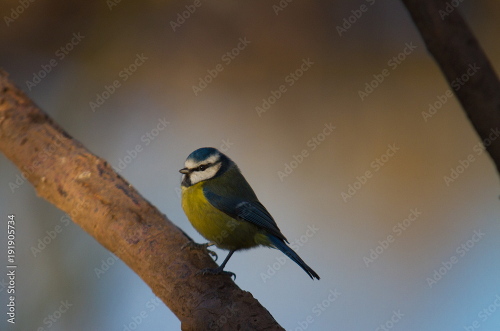 Blue Tit on Branch, Common Garden Bird