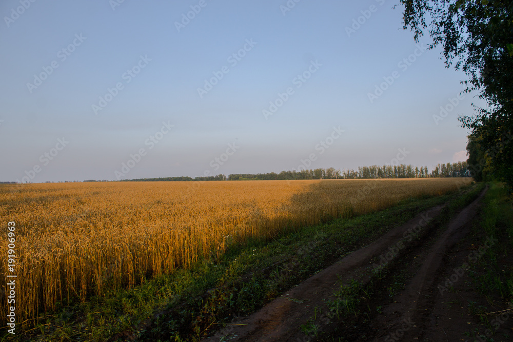 Naklejka premium поле