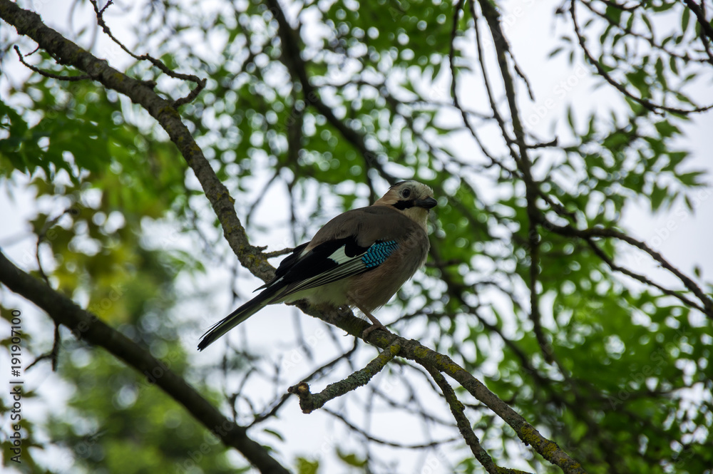 View of a bird