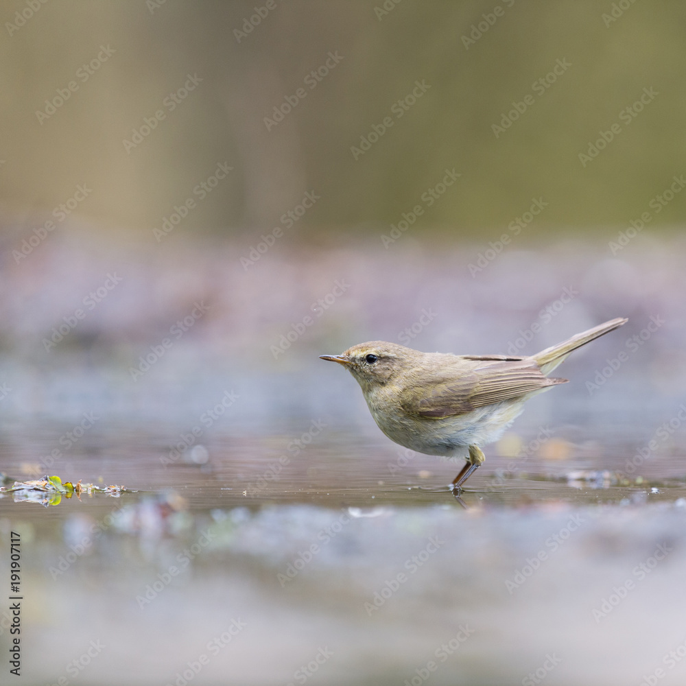 Obraz premium Eurasian wren