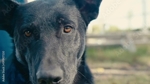 Dog looking at the camera
