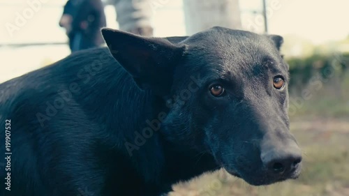 big black dog looks at the camera