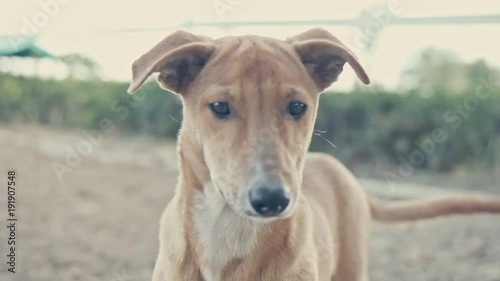 Dog looking at the camera
