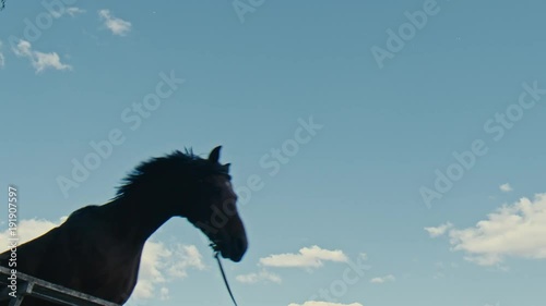 Black horse puffs through an obstacle