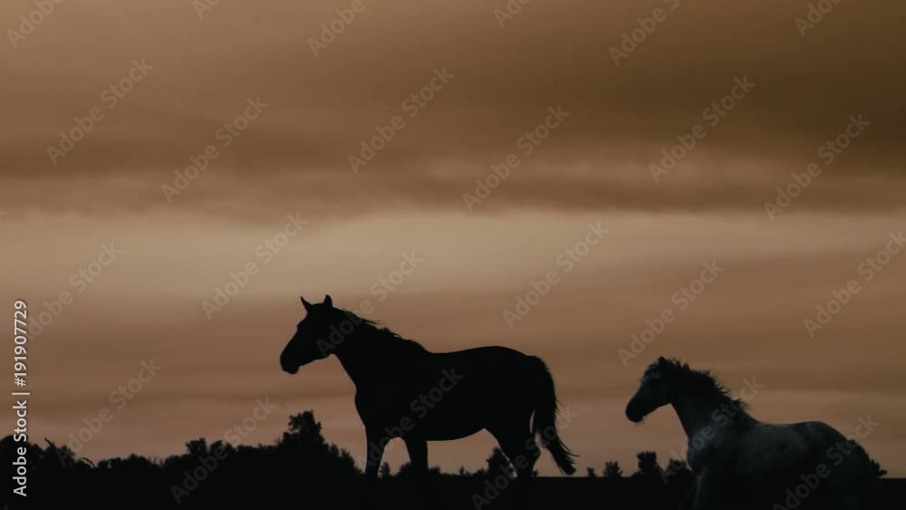 Horses running on a grass field.Sunset shot in slow motion Horses running on a grass field.Sunset shot in slow motion
