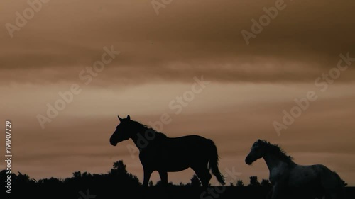 Horses running on a grass field.Sunset shot in slow motion