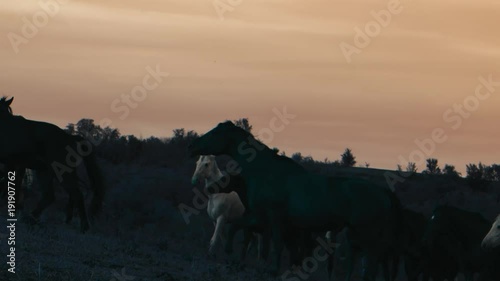Horses running on a grass field.Sunset shot in slow motion