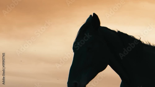 Horses running on a grass field.Sunset shot in slow motion