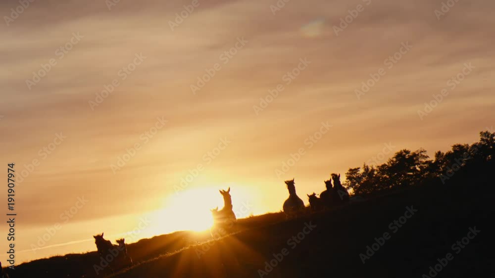 Herd of wild horses moving through the yellow hills, during pink sunset. Wild animals, wild places, running stallions Herd of wild horses moving through the yellow hills, during pink sunset. Wild animals, wild places, running stallions
