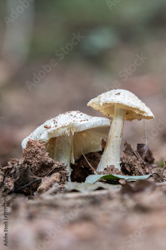 Two white mushroom petals sprouting from the forest floor in North Carolina