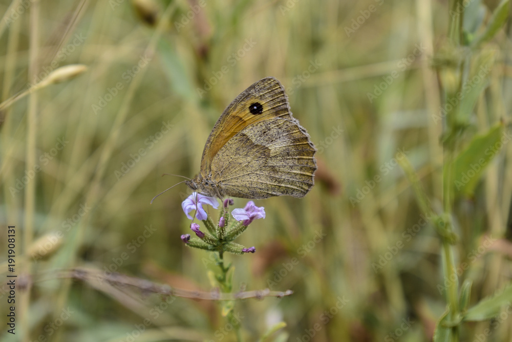 Fototapeta premium Butterfly at park Ayazmoto, Stara Zagora