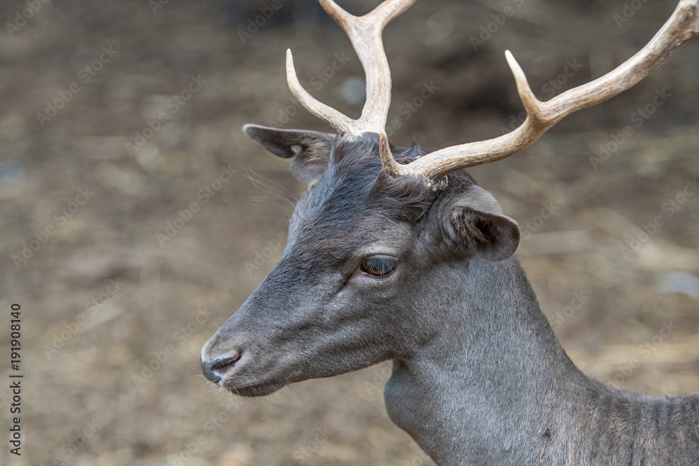 Black deer with antlers side profile at a zoo Black deer with antlers side profile at a zoo