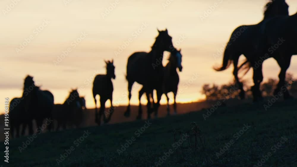 Herd of wild horses moving through the yellow hills, during pink sunset. Wild animals, wild places, running stallions