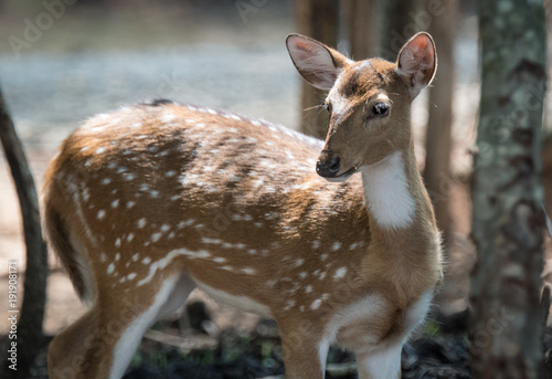 Deer fawn standing and gazing into the distance