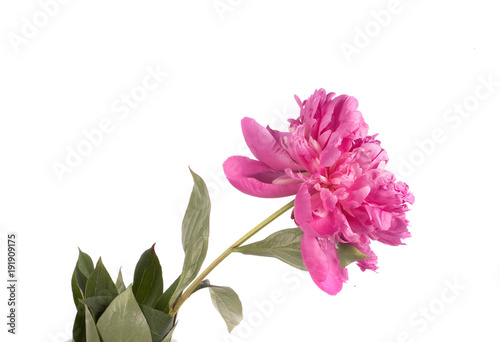 pink summer peony on a white background