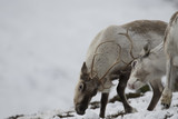 reindeer, Rangifer tarandus, grazing, foraging in the snow on a windy cold winters day on a hill in the cairngorms national park, scotland.