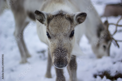 reindeer, Rangifer tarandus, grazing, foraging in the snow on a windy cold winters day on a hill in the cairngorms national park, scotland.