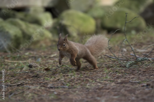 red squirrel, Sciurus vulgaris, wild running, sitting, leaping, in pine trees, ground in winter, cairngorm national park.