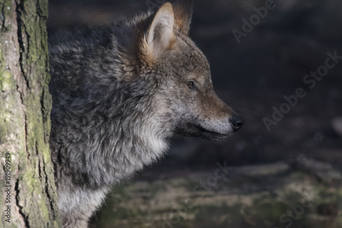 gray wolf, Canis lupus, portrait of head, adult, young.