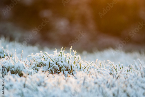 Grass covered in snow