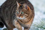 Tabby cat hunting in snow