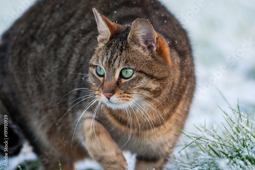 Tabby cat hunting in snow