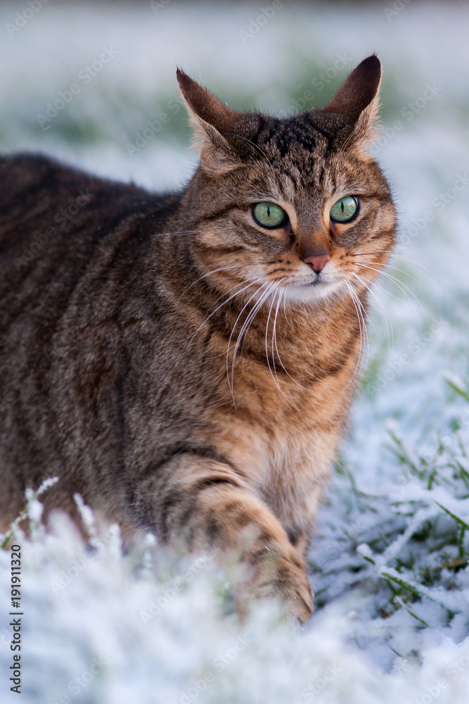 Tabby Cat Walking In Snow