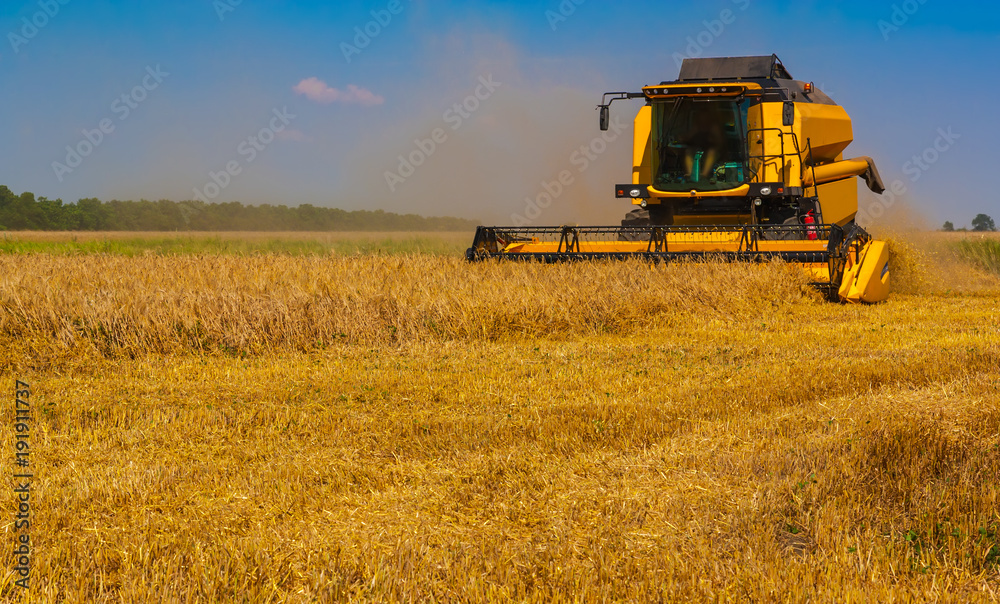 Fototapeta premium Combine harvester on a wheat field.
