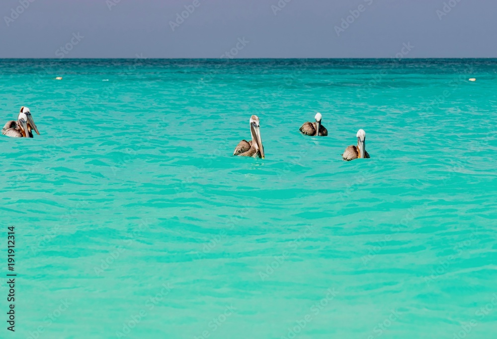 pelicans and seabirds in the Caribbean island of Aruba