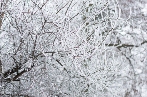 Tree branches in the snow. © Robson90