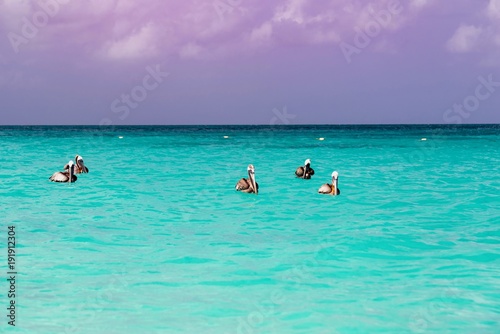 pelicans and seabirds in the Caribbean island of Aruba © DD25