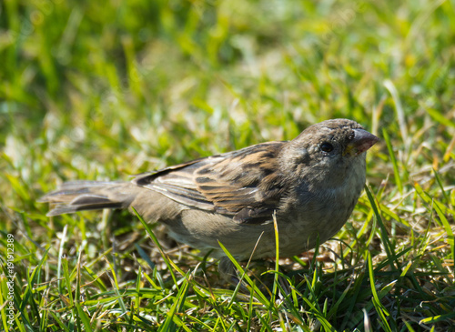 Sparrow © Derek