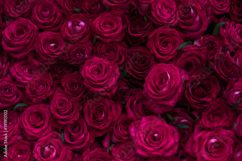 Roses floral background, floristry