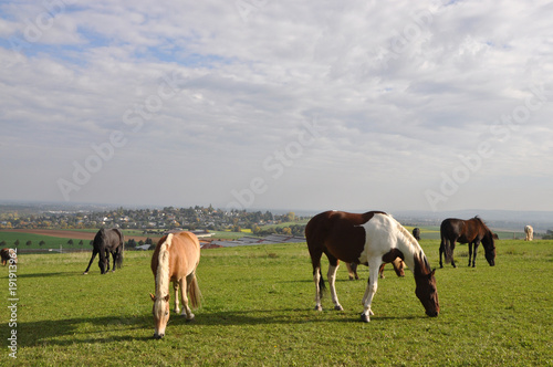 Pferde auf einer Weide © Fotolyse