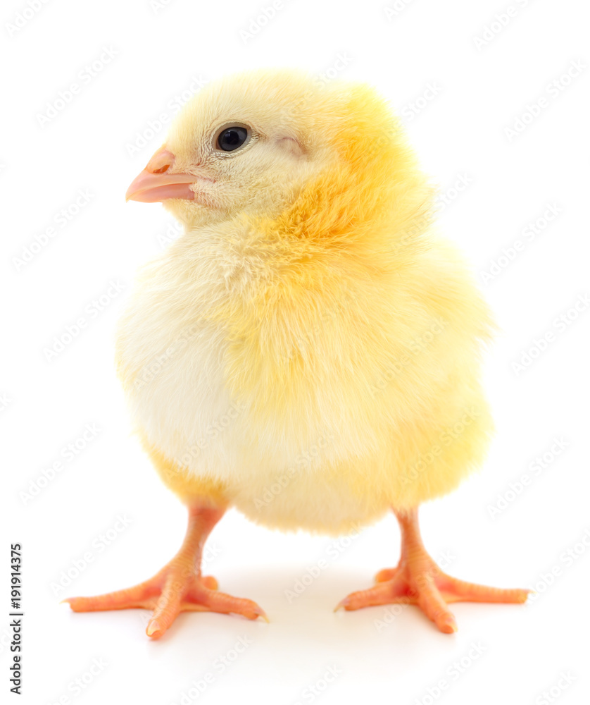 Small yellow chicken Small yellow chicken