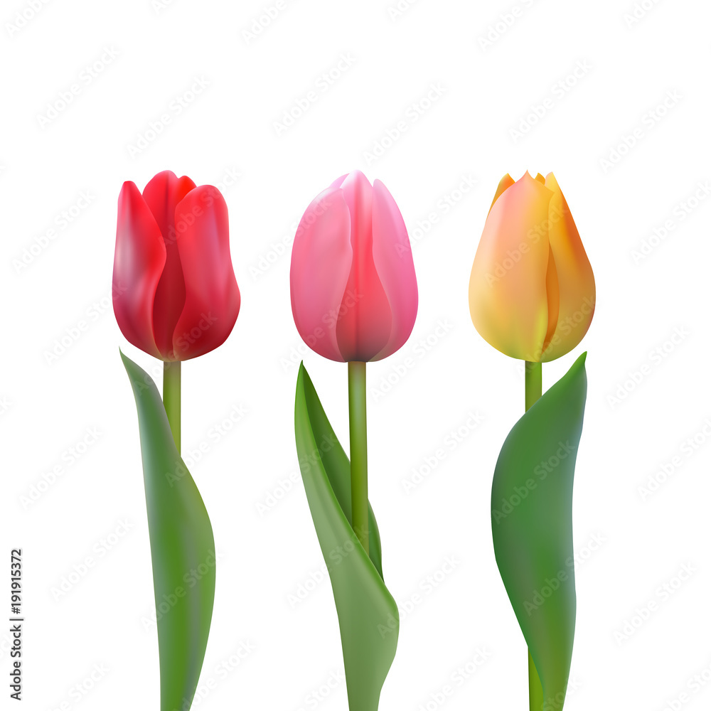Set of colorful tulips Set of colorful tulips