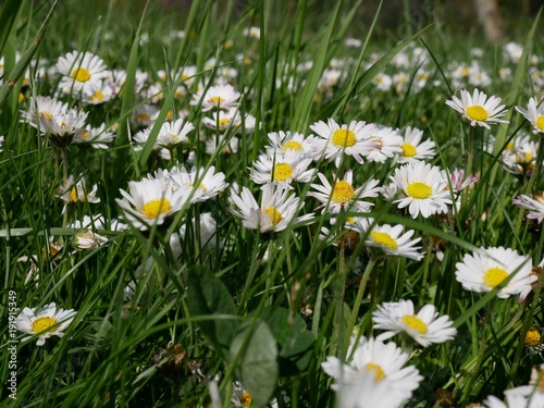 Daisy field in the sunny summer day. Spring flower in the meadow