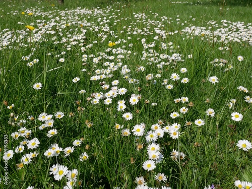 Daisy field in the sunny summer day. Spring flower in the meadow
