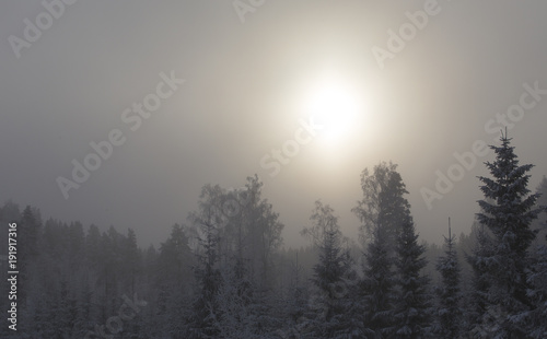 Mystical winter forest during sunrise. Sun or moon rising in the background making the trees as silhouette. Cold winter morning.