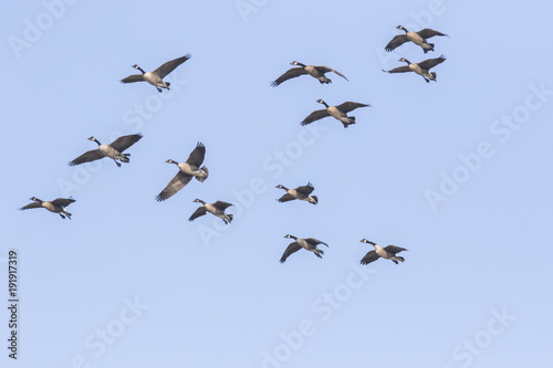 canada geese migration 