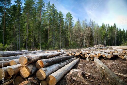 Deforestation in rural areas. Timber harvesting. photo