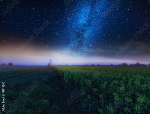 Nigh landscape with starry sky over field of blooming rape seed