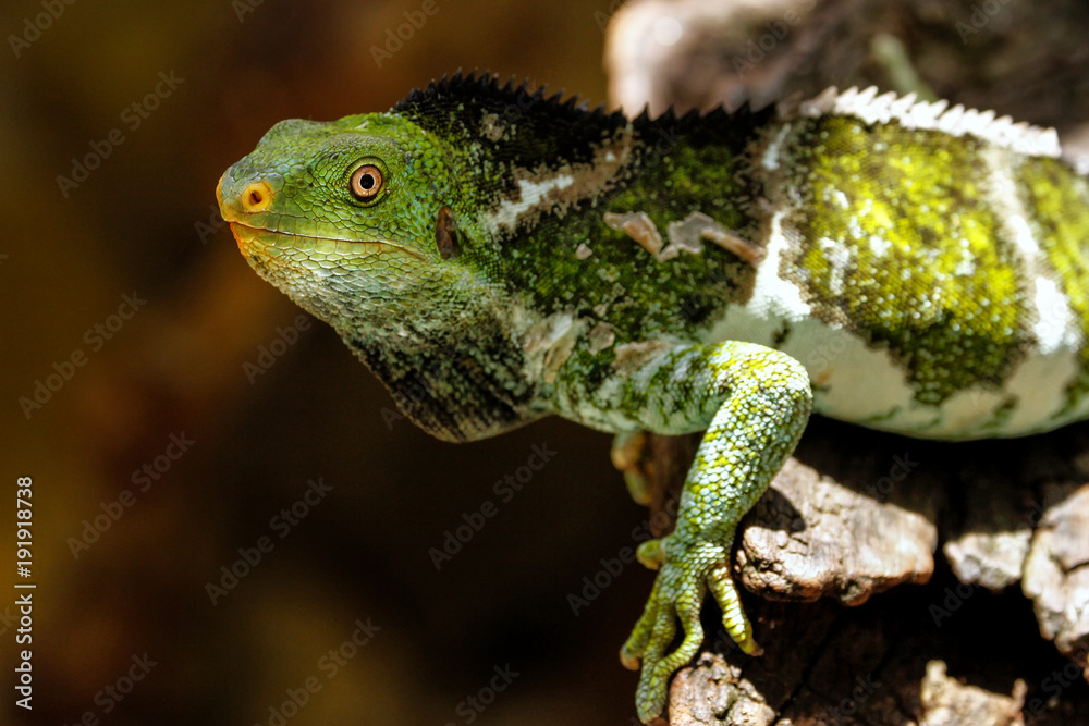 Obraz premium Fijian crested iguana (Brachylophus vitiensis) on Viti Levu Island, Fiji