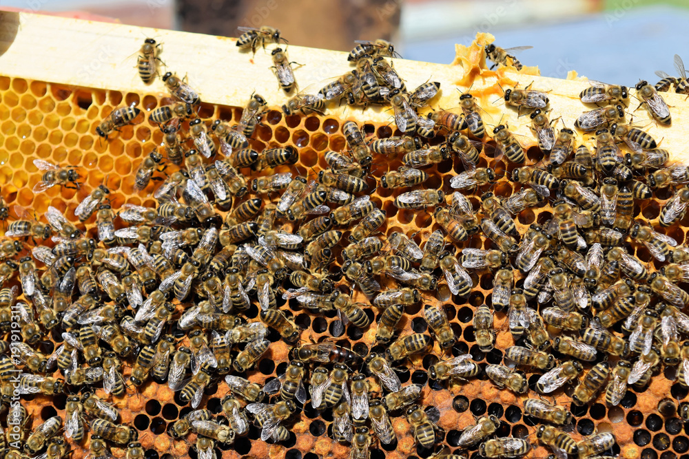 A hive frame covered with busy bees    